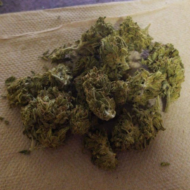 gorilla glue strain