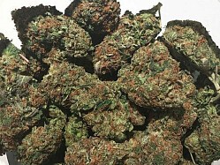 Order marijuana Australia Buy Marijuana Online Australia, we have quality weed for sale. Buy Cannabis Oil Online Order marijuana Australia