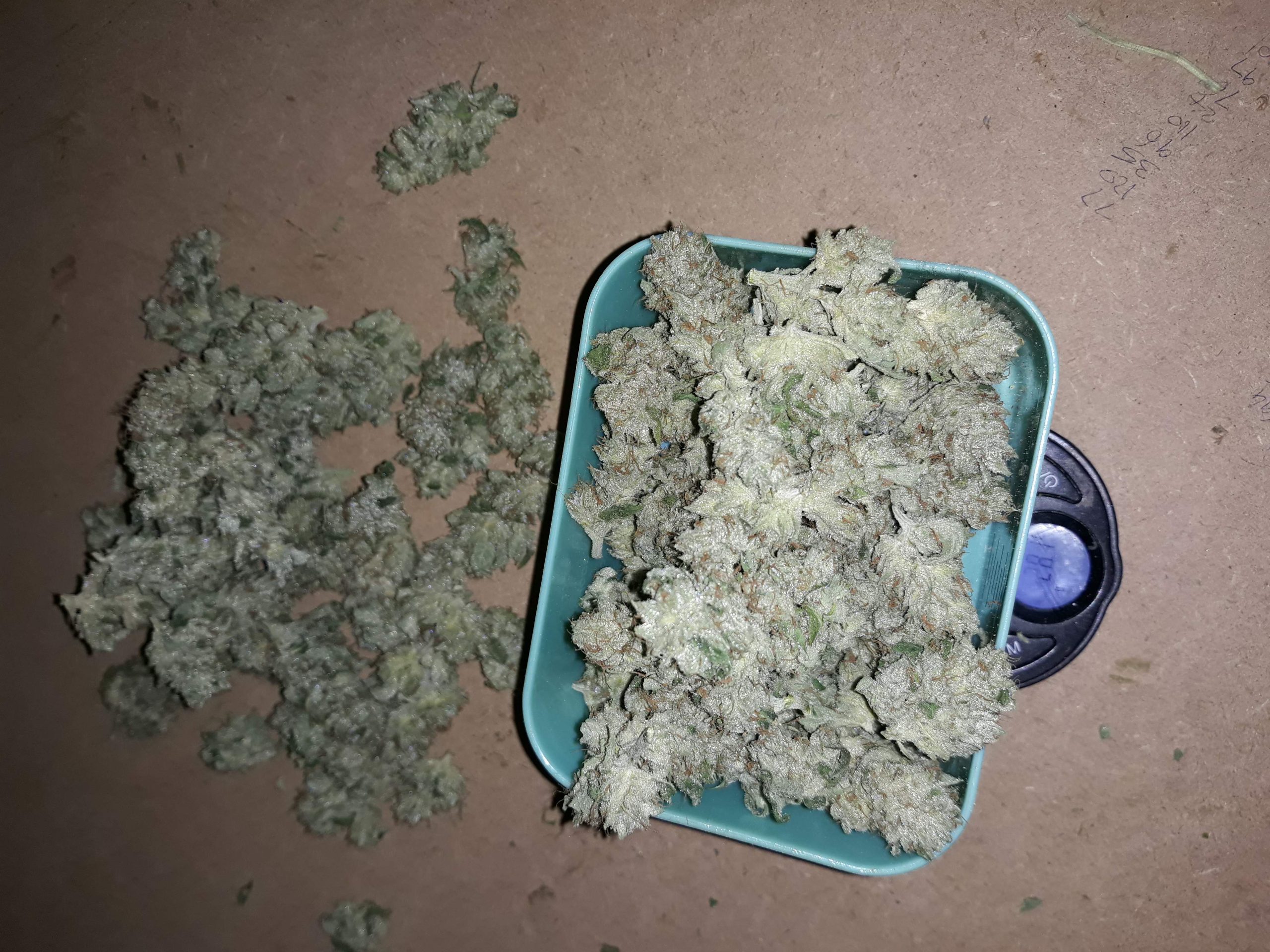 Buy Fat Banana online Buy OG Kush online Buy cannabis online Queensland Where to buy marijuana Buy Fat Banana Brisbane Buy weed online UK..SHOP NOW LEGIT