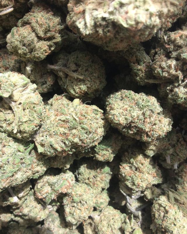 Buy Harlequin online Australia Buy Harlequin online USA Buy Harlequin South Wales Buy Cannabis South Wales .shop here free shipping for bulk purchases....