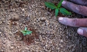 GROWING What Are the Best Nutrients for Growing Cannabis?