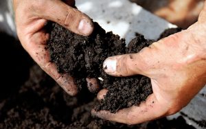 GROWING What Are the Best Nutrients for Growing Cannabis?