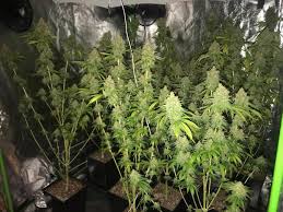 Order weed in New South Wales Buy marijuana in New South Wales No one is saying that cannabis is without any harmful effects, however making it illegal.....