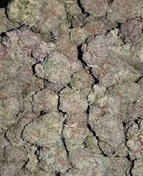 Buy Northern Lights Kush Online This strain is a pure indica strain with knockout effects. We do grow and ship this strain, our delivery is 100% safe.